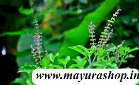 துளசி  5 Grm Packet 