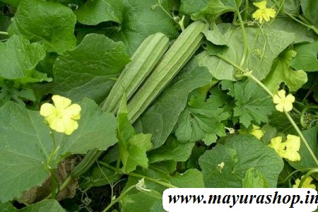 பீக்கங்காய் விதை   5 Grm Packet -விதை