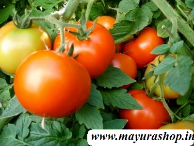  நாட்டு தக்காளி  விதை   5 Grm Packet -விதை