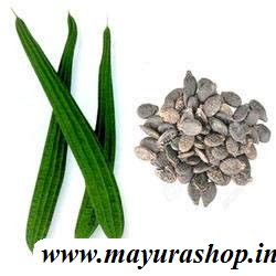 பீக்கங்காய் விதை   5 Grm Packet -விதை