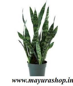 Snack Plants[indoor plant]