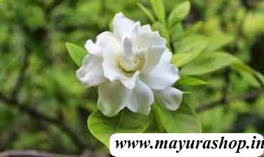 பாரிஜாதம் பூ செடி