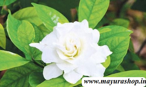 பாரிஜாதம் பூ செடி