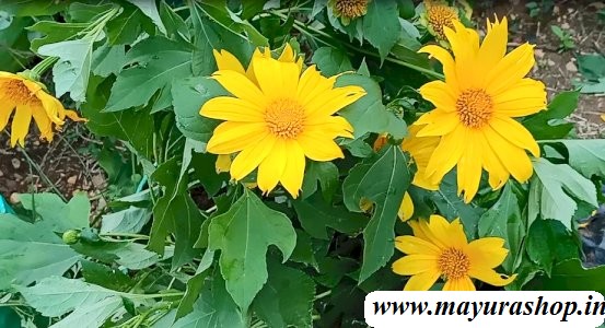  மர சூரிய காந்தி செடி