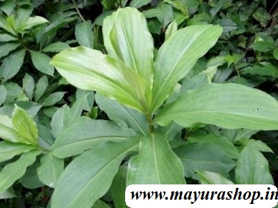  இன்சுலின் செடி மூலிகை