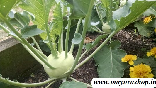 நூல்கோல் விதை   5 Grm Packet -விதை