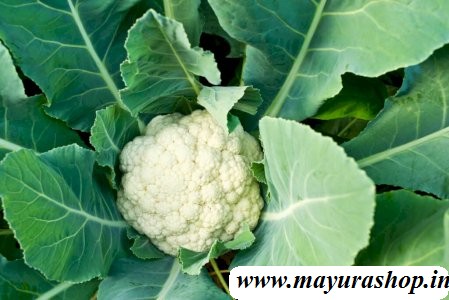 காலிஃபிளவர் விதை   - cauliflower seeds-விதை