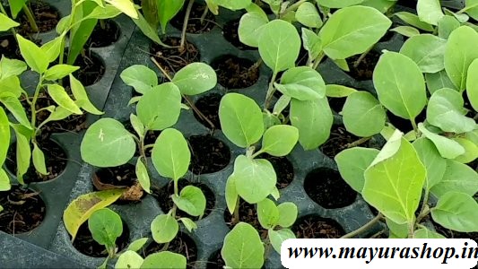 நாட்டு கத்தரி நாற்று