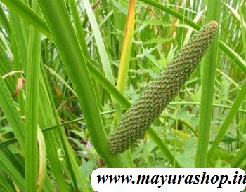 வசம்பு செடி vasmbu