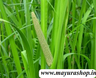 வசம்பு செடி vasmbu