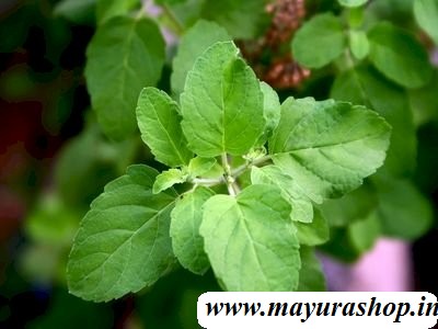 ராம துளசி