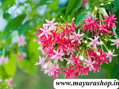 RANGOON CREEPER  