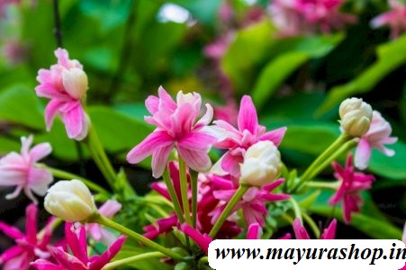 RANGOON CREEPER  