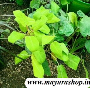 Philodendron Indoor Plant   Light Green