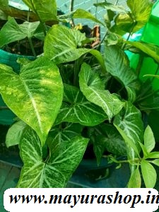 aglaonema plant  indoor