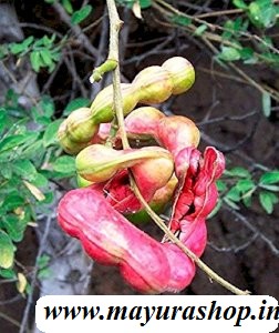 கொடுக்காய்ப்புளி 