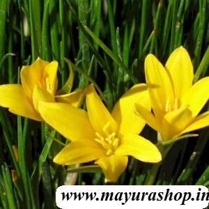 rain lily Yellow bulbs