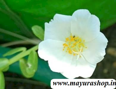 Table Rose -T7