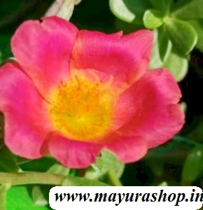 Table Rose T13