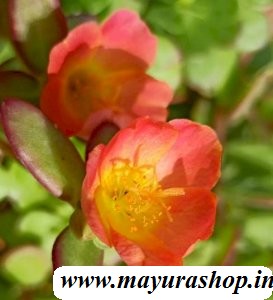 Table Rose 19