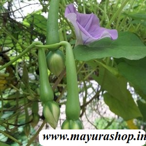மூக்குத்தி அவரை விதை - ( 8 seeds ) -விதை