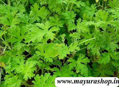 பன்னீர் இலை செடி