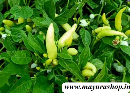 mexican chili plant White