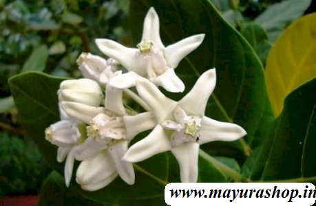 வெள்ளெருக்கு