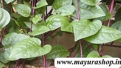 பசலைக் கீரை