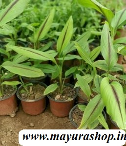 கரு மஞ்சள் செடி