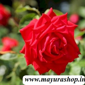 Bangalore Rose - Red 1 Kg