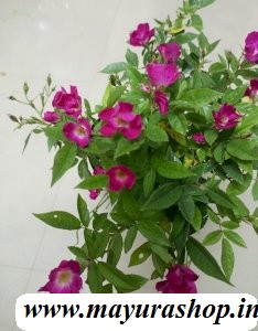 Single Petal Rose - Pink with White - 