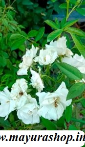 climbing rose white