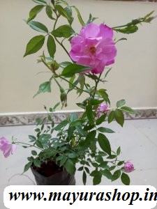 Miniature Rose Light Pink - 5 Kg