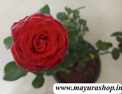 Red gulab rose - 