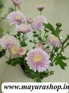 சாமந்தி பூ Light Pink 