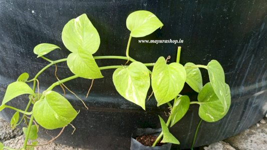 Money Plant[indoor plant]