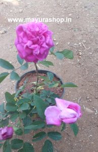 Domasck Rose