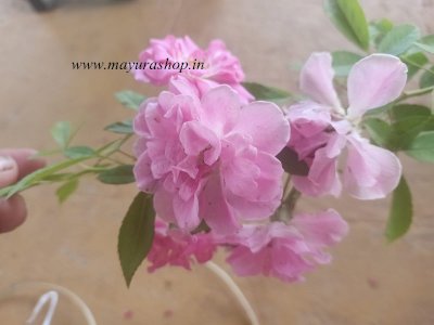 fairy rose - 