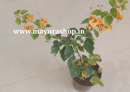 காகிதப் பூ  மரம் - போகைன்வில்லா Yellow