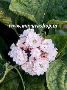 செண்டு மல்லி பூ செடி - மைசூர் மல்லி பூ செடி 