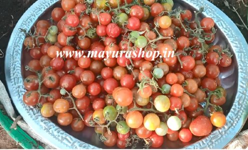 செர்ரி தக்காளி விதை  5 Grm -விதை