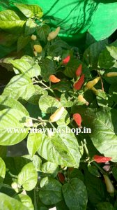 வெள்ளை  காந்தாரி மிளகாய் விதை  5 Grm-விதை