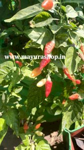 வெள்ளை  காந்தாரி மிளகாய் விதை  5 Grm-விதை
