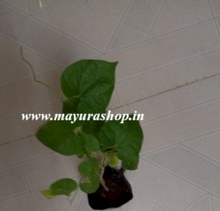 சீந்தில் கொடி