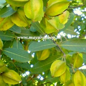 marutha மரம்