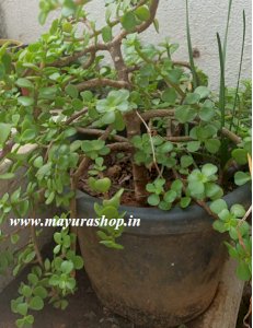 Jade Plant[indoor plant]