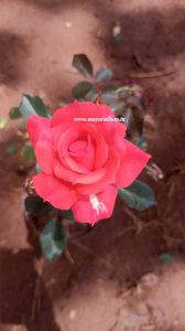 Aishwarya  Orange - Rose 