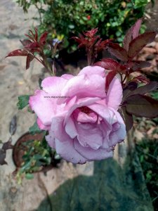 Paradise Rose 