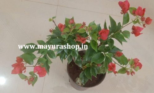 காகிதப் பூ  மரம் - போகைன்வில்லா  pink
